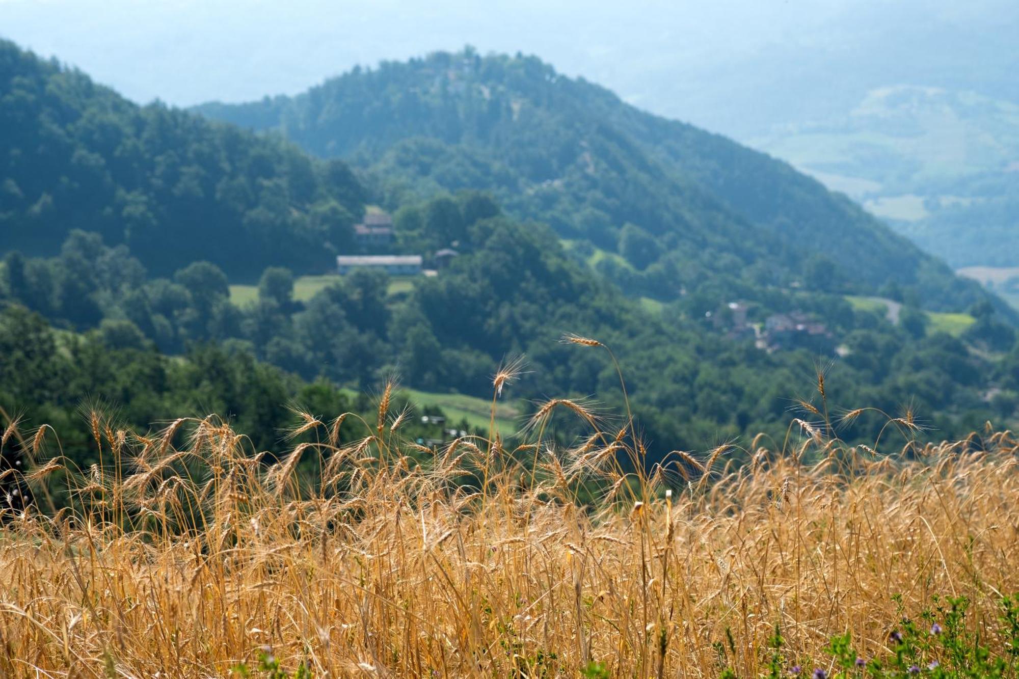 Agriturismo Terrazza Sul Parco Bagno di Romagna Luaran gambar